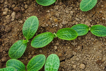 Green sprouts of cucumber 
