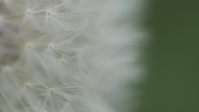A macro shot of dandelion&rsquo;s pappi seeds in blossom.