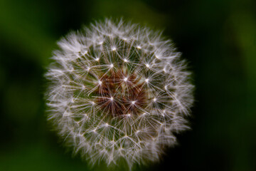 dandelion seed head