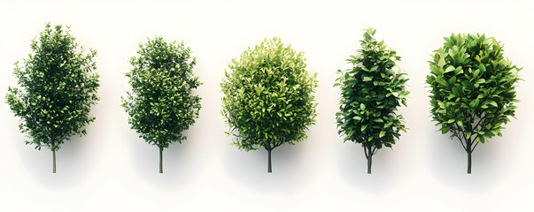 Fototapeta premium Five saplings, growth stages, white background, landscaping