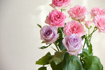 ピンクと紫のばら