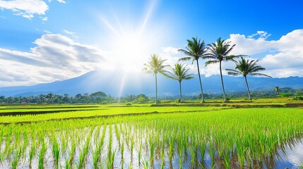 Sunlit Rice Paddy, Palm Trees, Mountains, Bali, Travel Poster