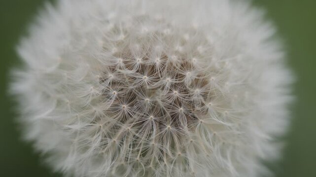 A macro shot of a dandelion flower with pappi.