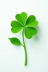 Close-up vibrant green clover flower, pure white background , isolated, blossom