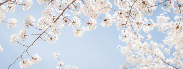 桜の花のフレーム、サクラの背景、ソメイヨシノ、染井吉野