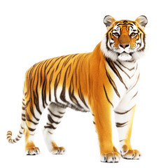 Tiger isolated on white or transparent background 
