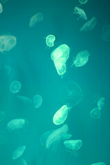 Small jellyfish or medusa of  bright green color.