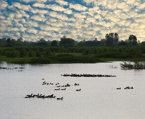 Flock of ducks happily swims in a pond on a livestock farm.
