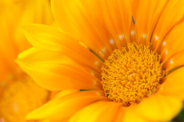 treasure flower, gazania