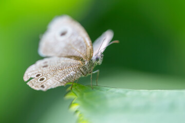 ypthima argus, butterfly