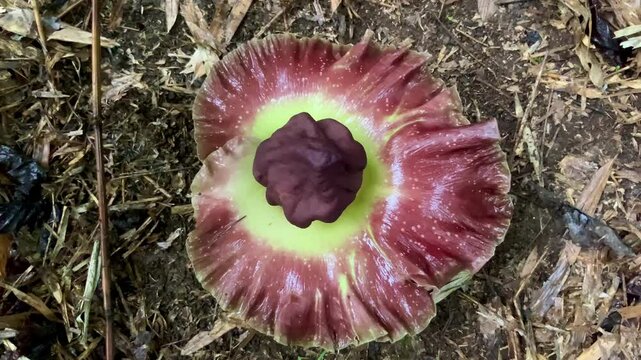 A close-up of Amorphophallus paeoniifolius, commonly known as Elephant Foot Yam or Suweg, growing in a tropical rainforest. This exotic plant features a striking dark maroon spadix and a wide
