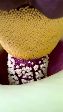 A close-up of Amorphophallus paeoniifolius, commonly known as Elephant Foot Yam or Suweg, growing in a tropical rainforest. This exotic plant features a striking dark maroon spadix and a wide.