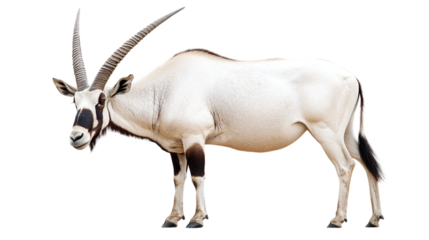 Arabian oryx in png format with transparent background, ideal for wildlife and nature design projects.