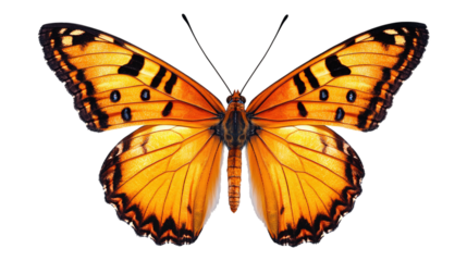 Beautiful orange butterfly in png style with transparent background for digital art and design projects.
