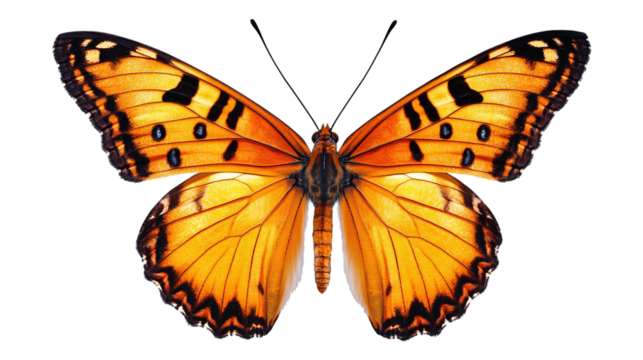 Beautiful orange butterfly in png style with transparent background for digital art and design projects.