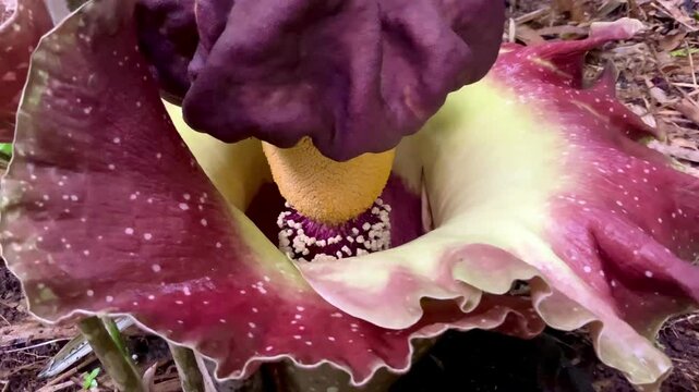 A close-up of Amorphophallus paeoniifolius, commonly known as Elephant Foot Yam or Suweg, growing in a tropical rainforest. This exotic plant features a striking dark maroon spadix and a wide.