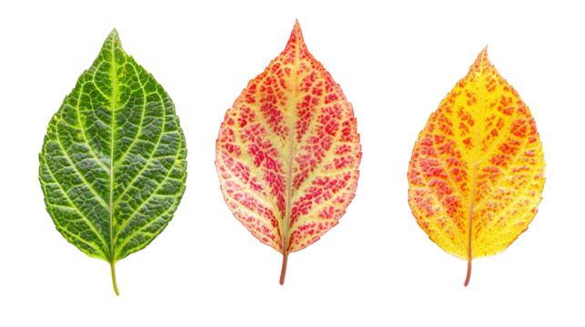 Colorful coleus leaves with green, red, and yellow patterns isolated on transparent background.