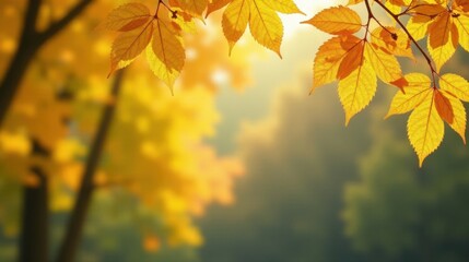 Golden Autumn Leaves Illuminated by Sunlight Against a Softly Blurred Background of Fall Foliage