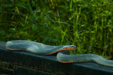 copper-bellied water snake