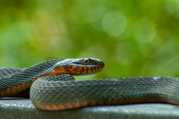 copper-bellied water snake