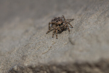 Orb weaver spider web closeup
