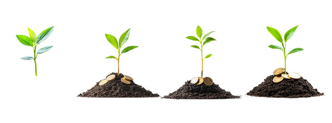 Growth Stages of Plants from Seed to Seedling in Soil on a White Background. set