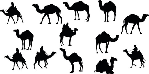 Black and white of camels in various poses and positions.