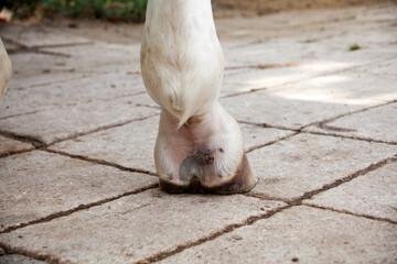 Horse with mud fever on the fetlock, skin disease, health