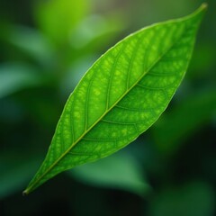 Dark green leaf, blurred background, bokeh effect, clean, elegant, summer