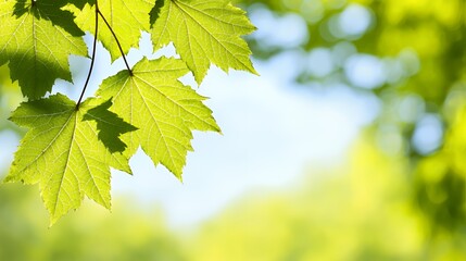 Bright Green Maple Leaves Sunlight Nature Background