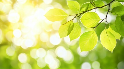 Bright Sunlight Illuminating Lush Green Leaves on a Branch