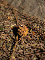 dry pinecone on sandy ground