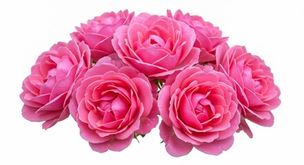 Obraz premium Soft Pink Roses Bloom Beautifully. AI Generated