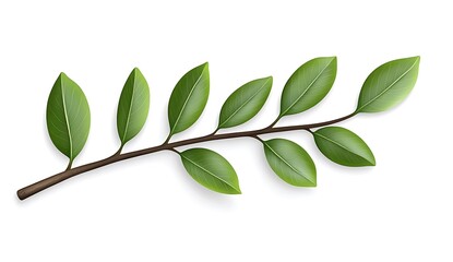 Lush Green Branch with Leaves  Nature  Botany  Spring  Ecology