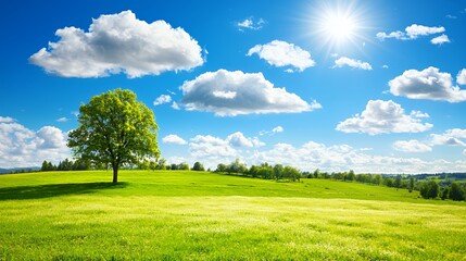 Obraz premium Bright Sunny Day Landscape with Green Field and Single Tree
