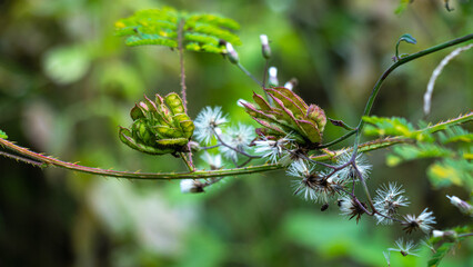 Mimosa pigra, commonly known as the giant sensitive tree