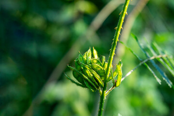 Sensitive Plant prefers sunny, sandy sites Mimosa pigra, nuttallii