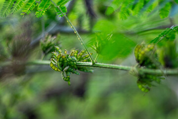 In traditional medicine, Mimosa pudica, Mimosa nuttallii