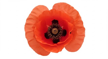 Vibrant red poppy blooms softly illuminated. AI Generated