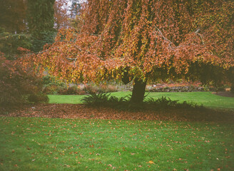 Autumn city park orange color tree nature scene bright light sunlight