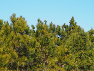 loblolly pine trees (Pinus taeda)