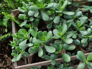 Green, thin leaves of a plantHojas verdes, delgadas de una planta(128)