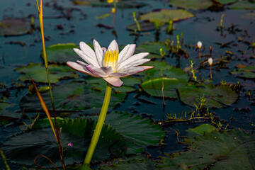 A beautiful bright white water lily (Nymphaea tetragona), commonly known as pygmy waterlily,...
