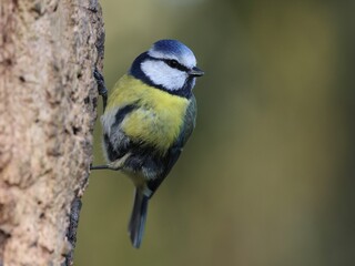 blue tit on branch