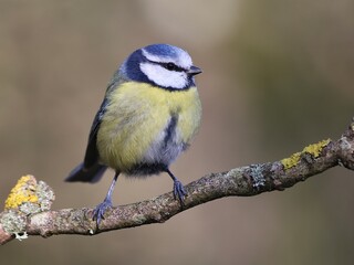 blue tit on branch