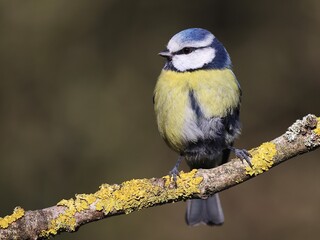 Blue tit