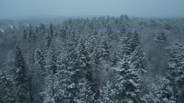 Low-level flight over the snow-covered canopy of a fir forest - Vol en rases motte au dessus de la canop&eacute;e enneig&eacute;e d'une for&ecirc;t de sapins