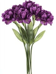 Obraz premium Purple iris flowers with green leaves, isolated on a white background