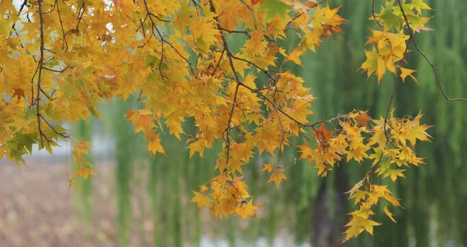 A park in the autumn rain