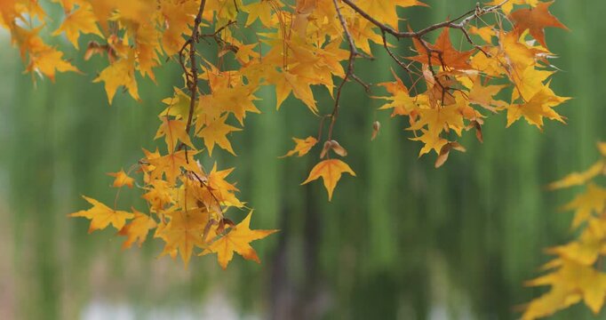 A park in the autumn rain